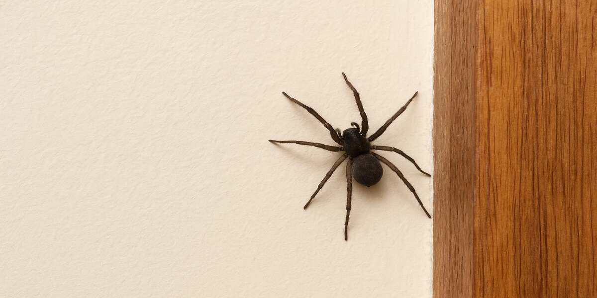 7 Tips For Spider Prevention In the House With Natural Ways
